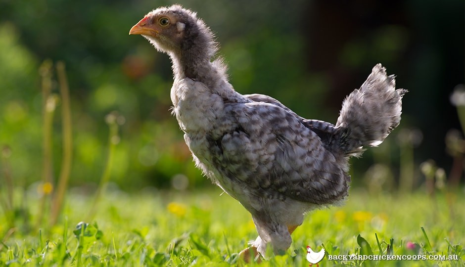 small-pullet-chicken.jpg