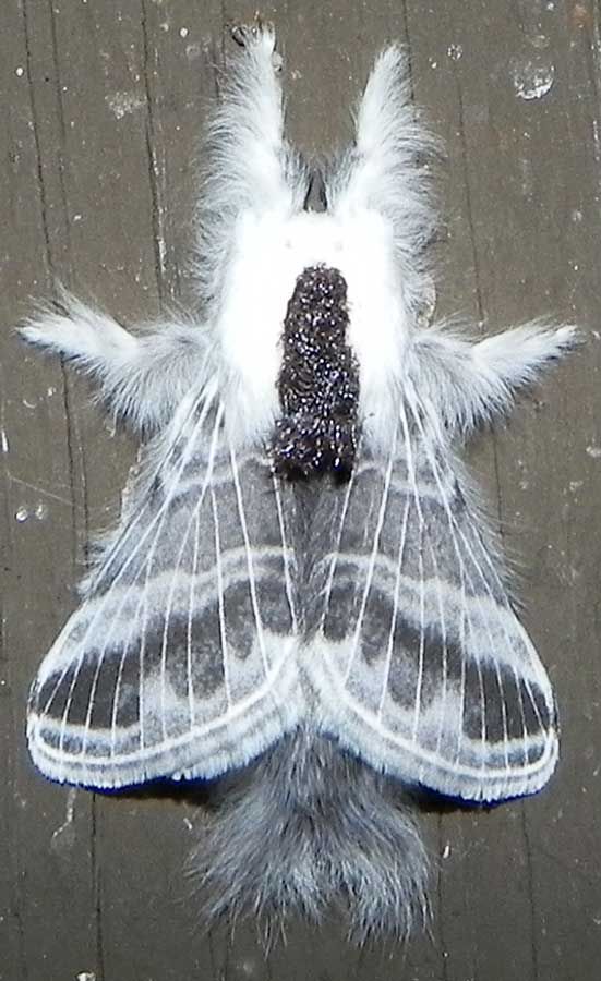 SilkieMothra100211.jpg