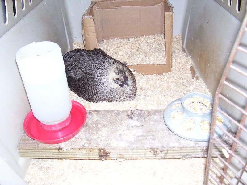chicks1-8-09001.jpg