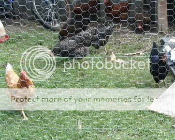 chicken.jpg