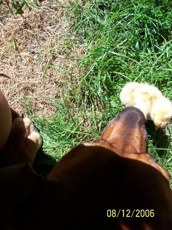 tazwithchicks2.jpg