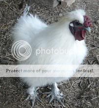 Fawkes.jpg