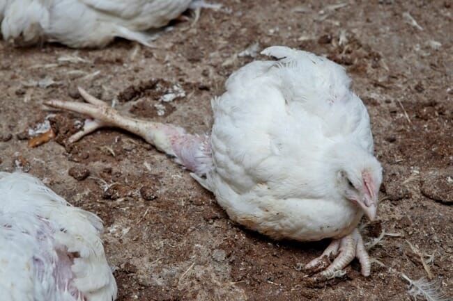 lame_chicken_assie_farms_650.jpg