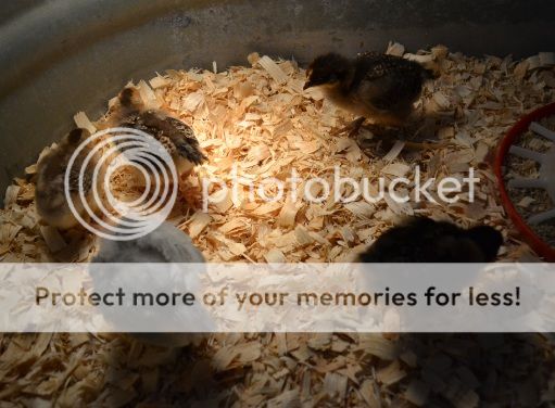 backincleanbrooder1.jpg