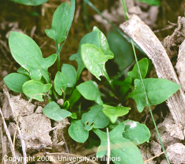 Red%20sorrel%201.jpg