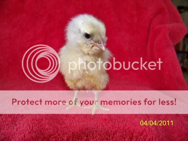 chicks009.jpg