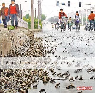 frog-earthquake-china.jpg