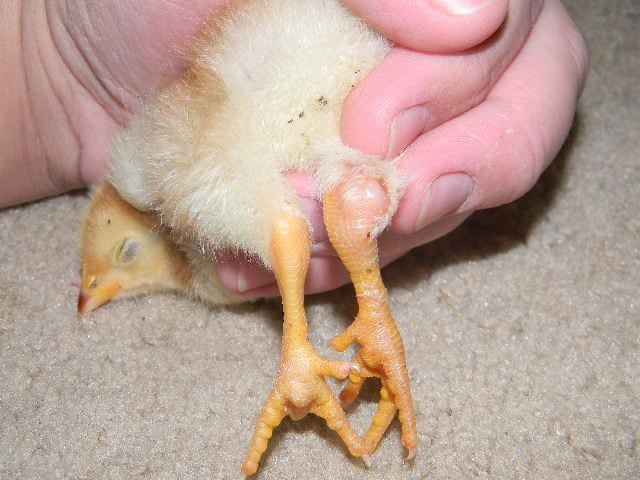 600x450px-LL-1eab8b94_splayedleg002.jpeg