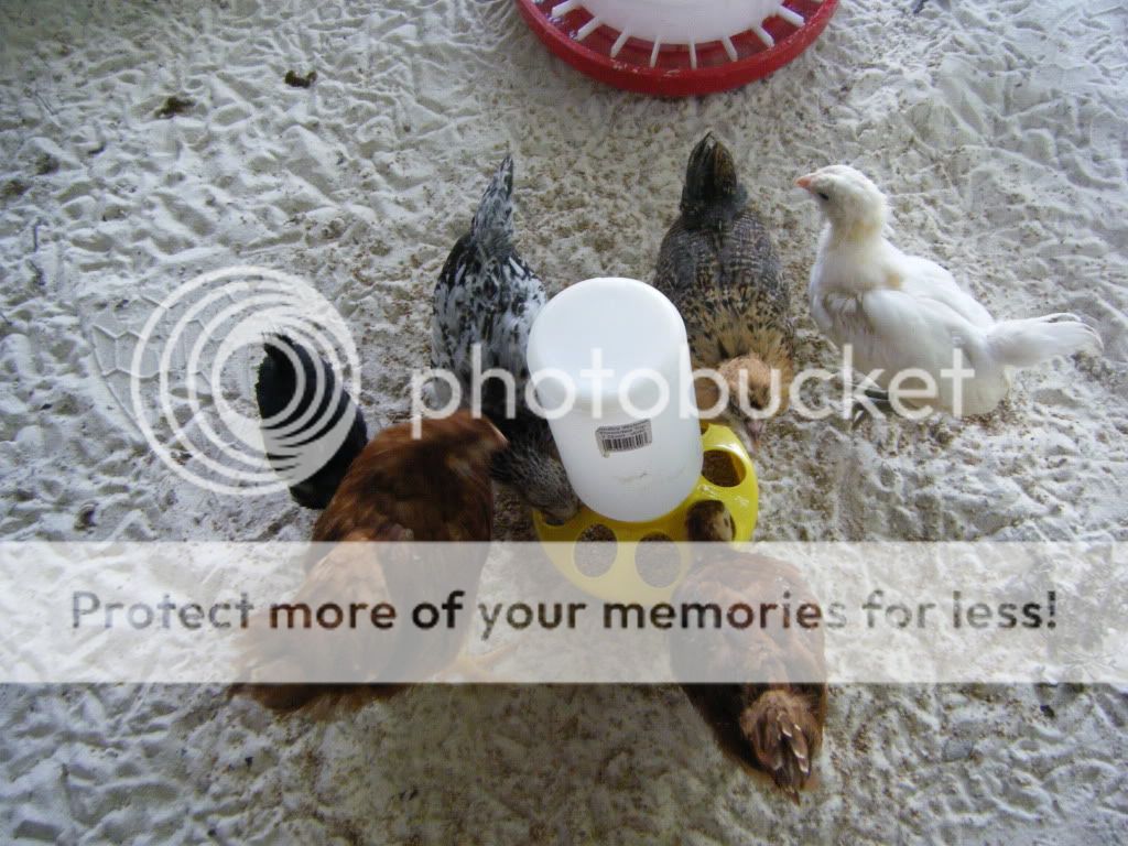 DSCF4795.jpg
