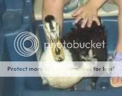 duck-1.jpg