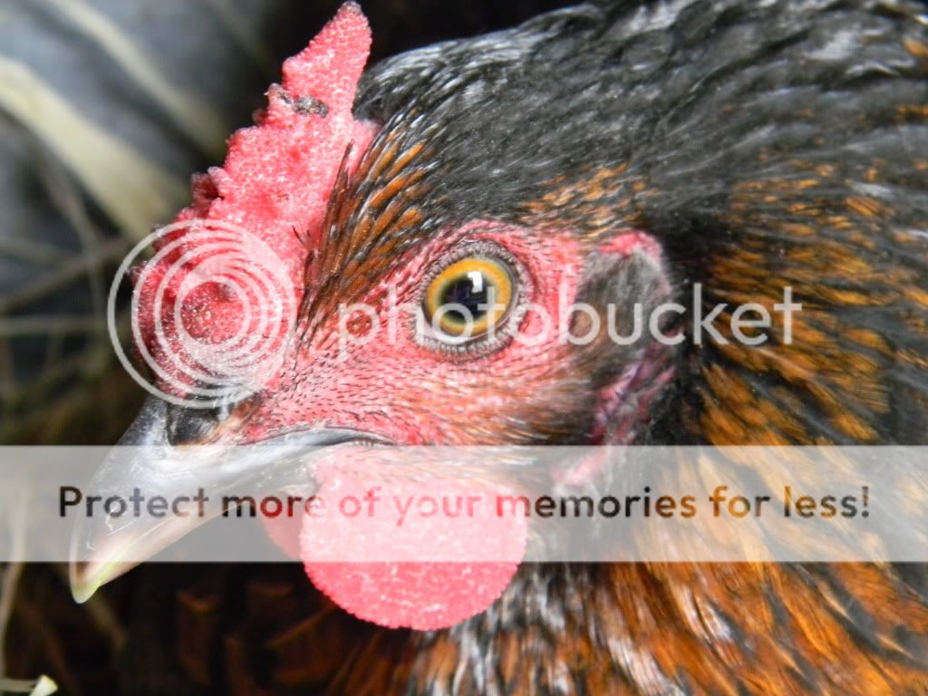 ChickPicks3396.jpg