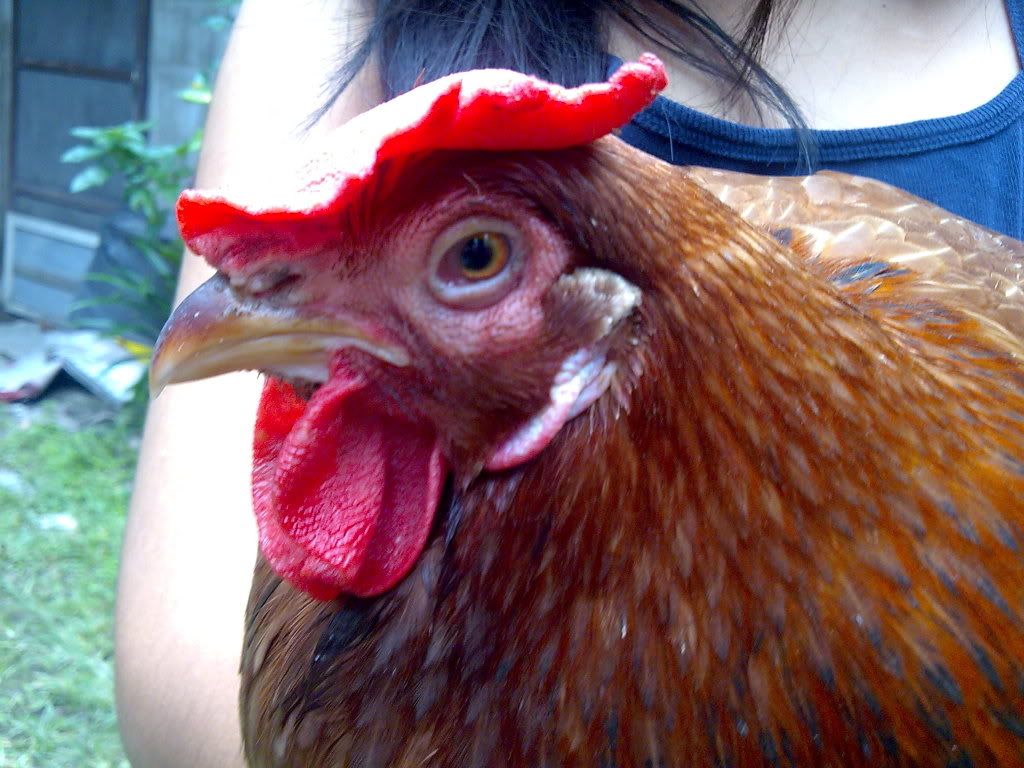 ChickenHead.jpg