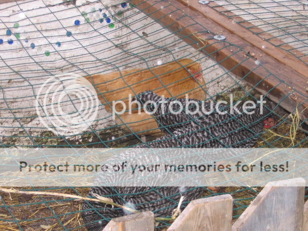 chooks053.jpg