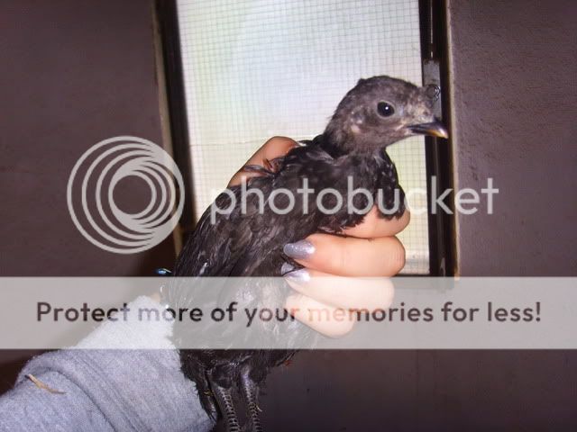 pipsqueek028.jpg