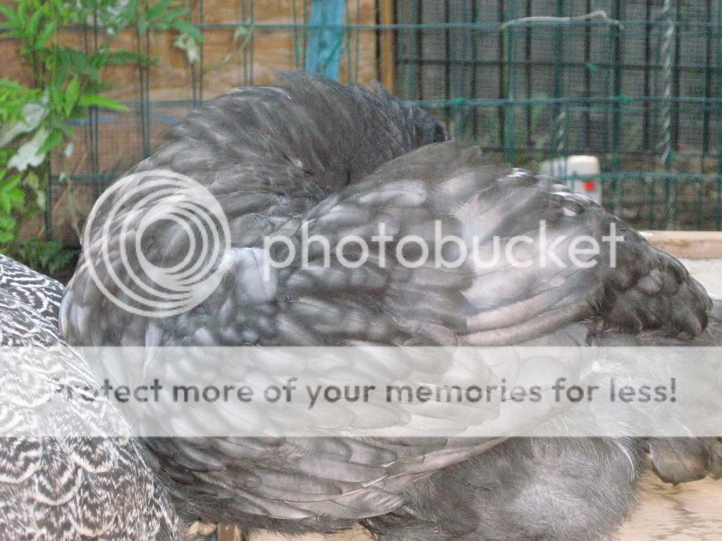 NewChickensAugust8th2010038.jpg