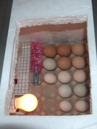 HPIM3375.jpg
