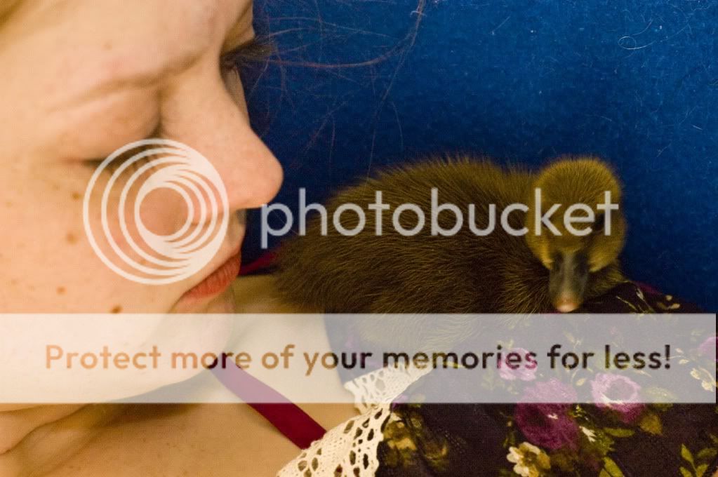 DuckOnYourShoulder.jpg