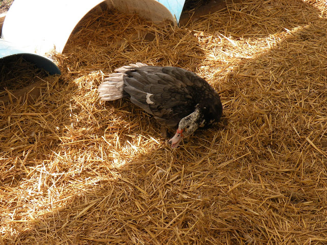 DSCN3065.JPG