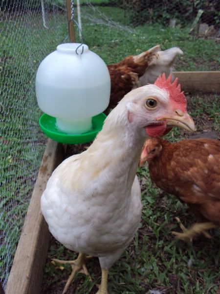chook2c.jpg