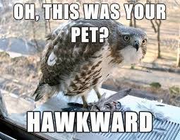 900x900px-LL-ce9b60df_hawkward.jpeg