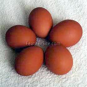 WelsEggs.JPEG