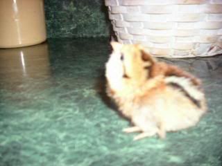 chicks005Small.jpg