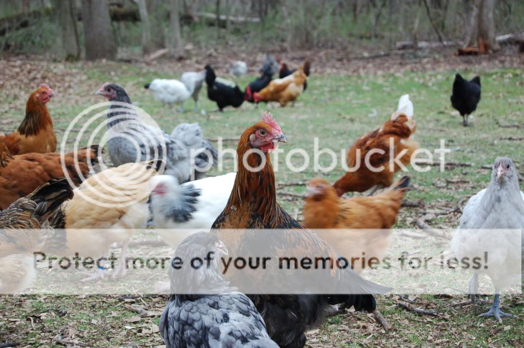 evenmorechicks720.jpg