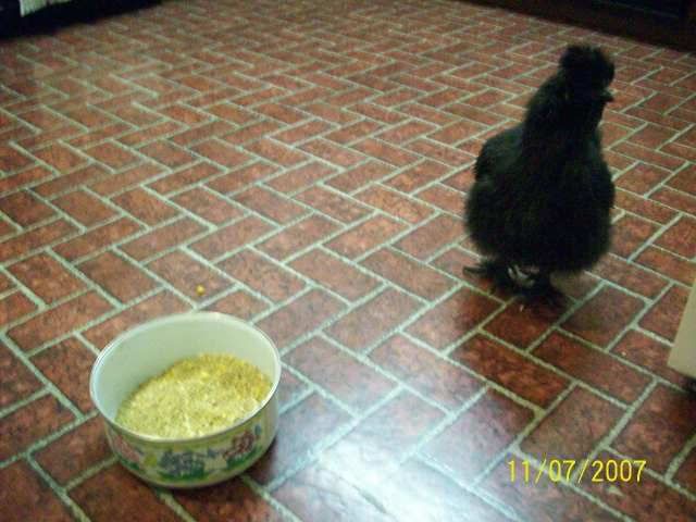 mysilkiefrisky028.jpg