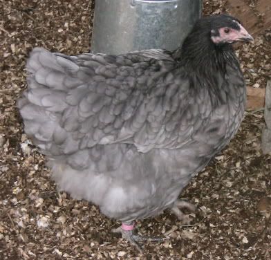 bluepullet-1.jpg