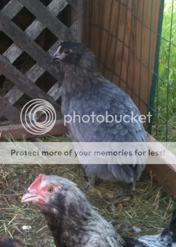 Chicken041-1.jpg