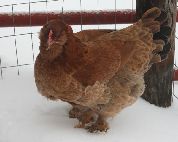 Cinnamon3.jpg