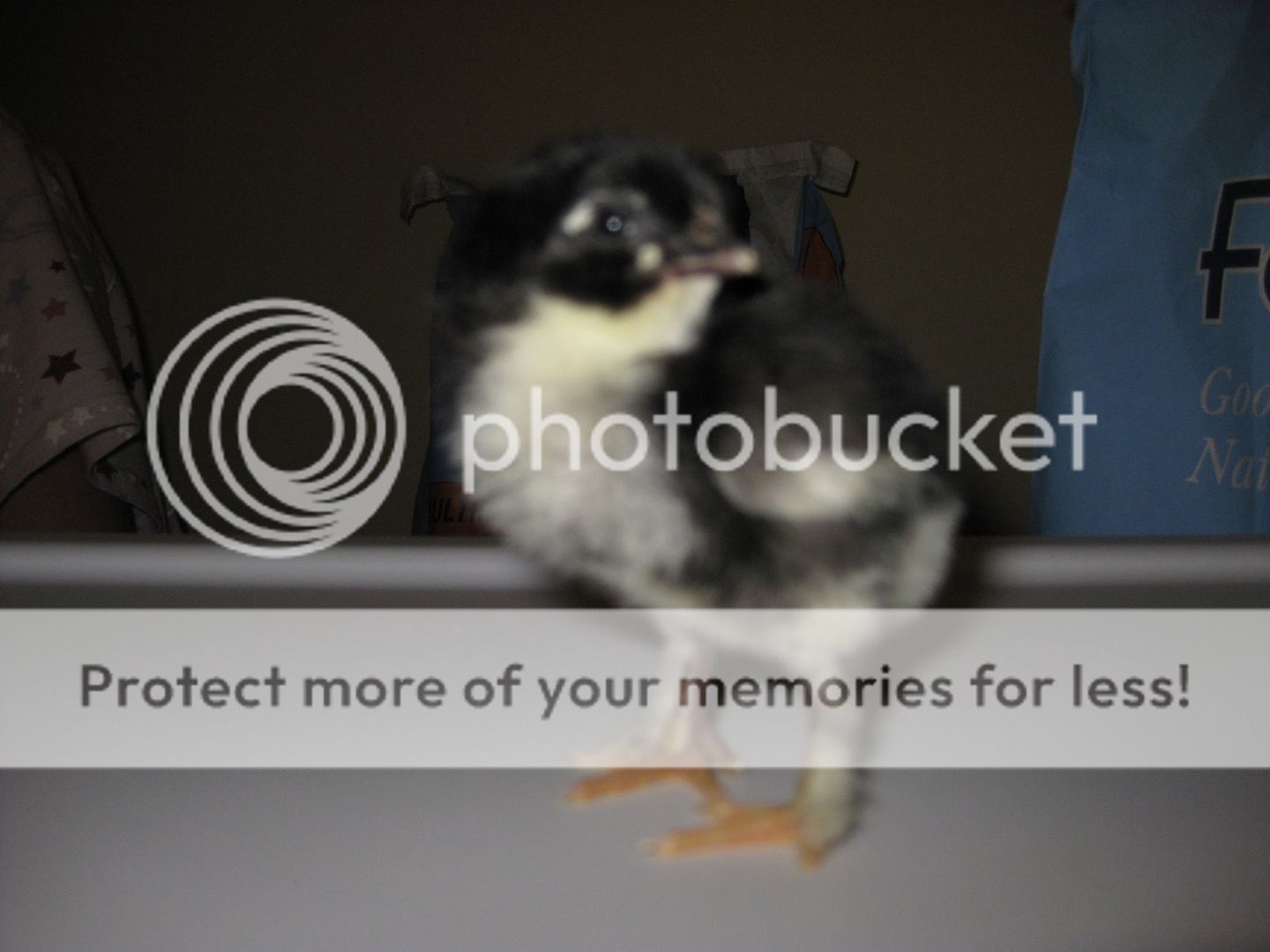 chick2.jpg