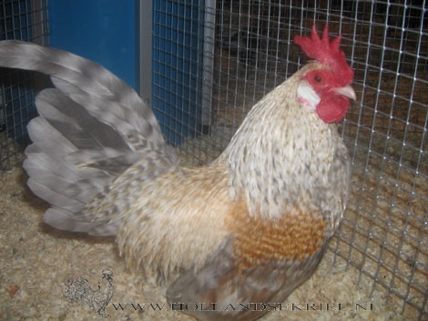 koekoekblauwpatrijs%20haan470.jpg