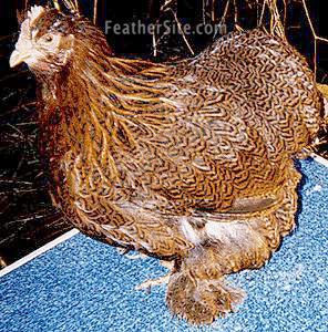PartrCochinHen.JPEG