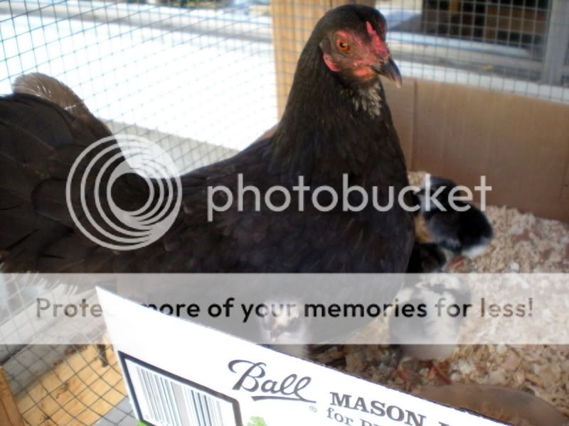june42010056.jpg