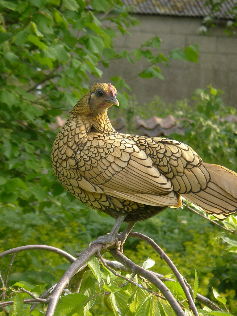 sebright_hen_on_a_branch.jpg