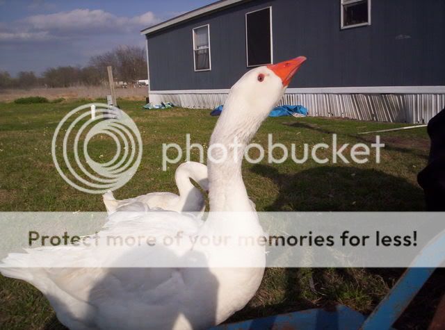 GooseGoose012.jpg