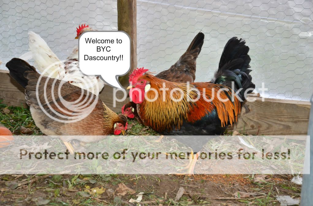 chickens3062-1.jpg