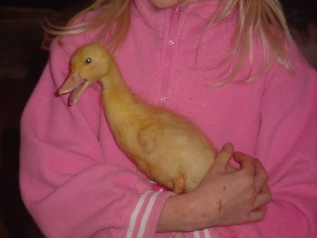 quackquack.jpg