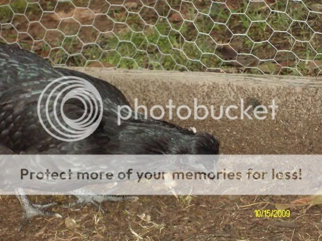 CrissysPictures009.jpg