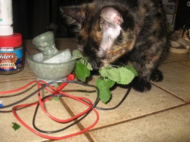 DruggedCat1007.jpg