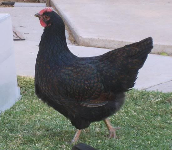 chickenseggs0042.jpg