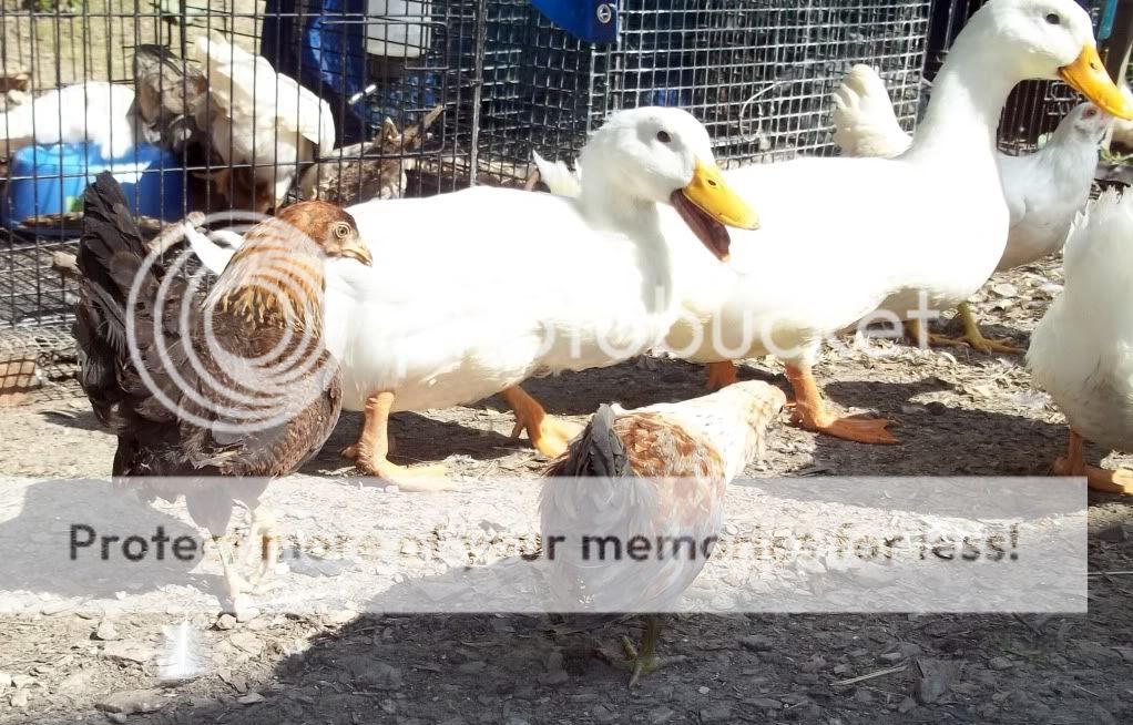 126.jpg