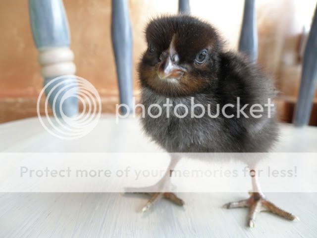 chickens033.jpg