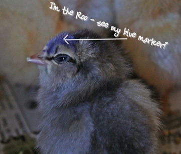 blue_roo_sm.jpg