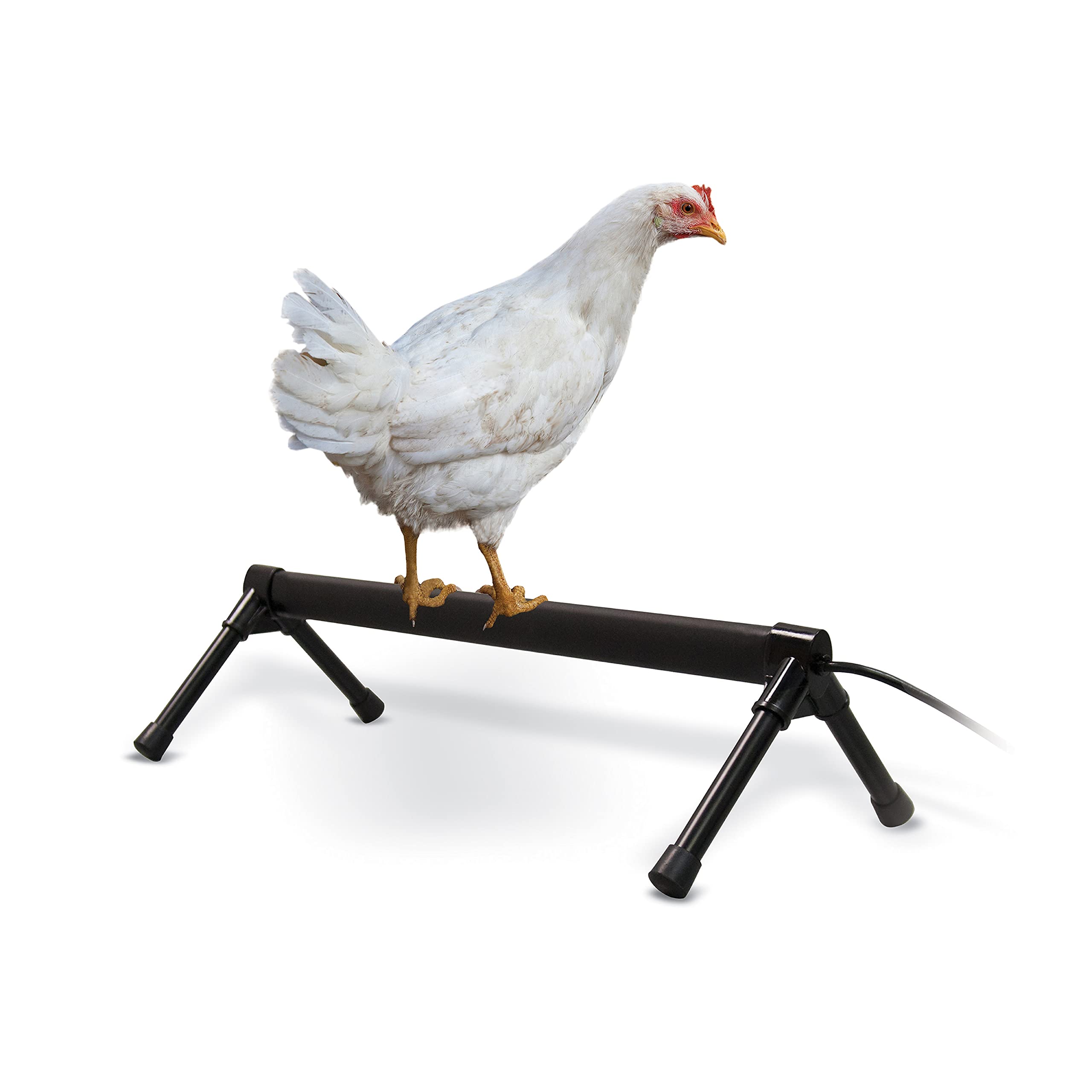 Amazon.com: K&H PET PRODUCTS 100539711 Thermo-Chicken Heated Perch, 36  Inches, Black : Pet Supplies
