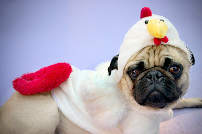 chicken_pug2_SM.jpg