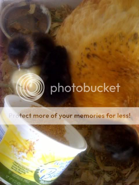 photo-85.jpg