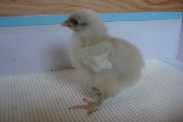 ChickCochinCockeral2.jpg
