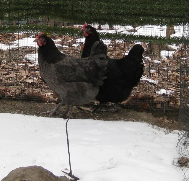 fbcmf1hens3.jpg